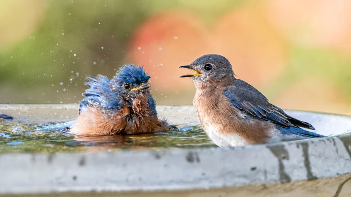 Two bluebirds in a backyard birdbath