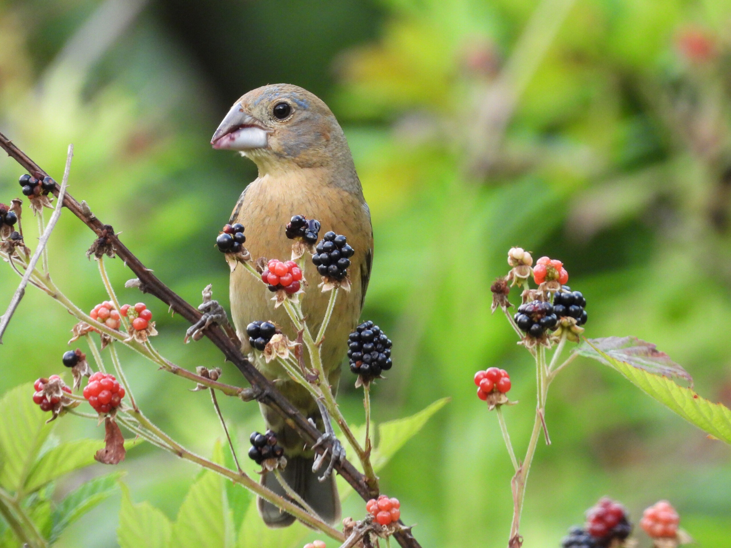 Female or immature Blue Grosbeak perched on a blackberry bush and eating fresh blackberries