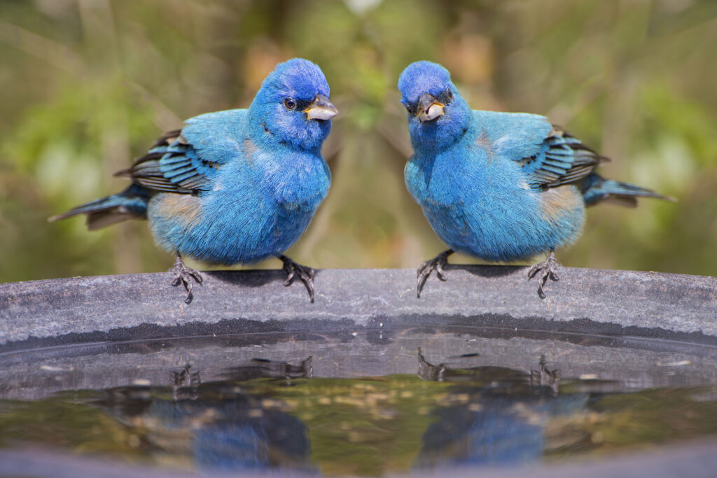 Two male Indigo Buntings perched on the edge of a bird bath