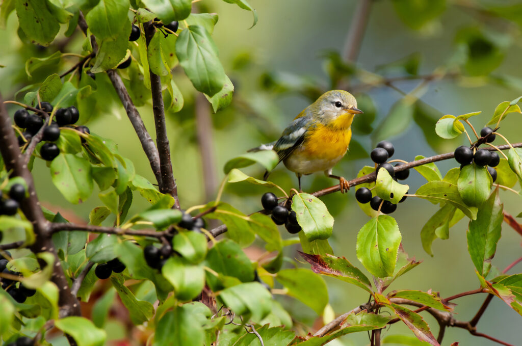 Northern Parula perched on a fruiting tree in autumn