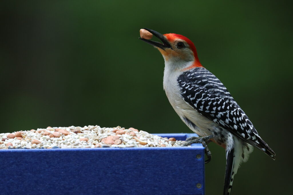 Red-bellied Woodpecker perched on a feeder and holding a peanut in its beak.