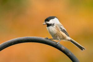 Black-capped chickadee stealing a peanut in my feeder on an autumn morning