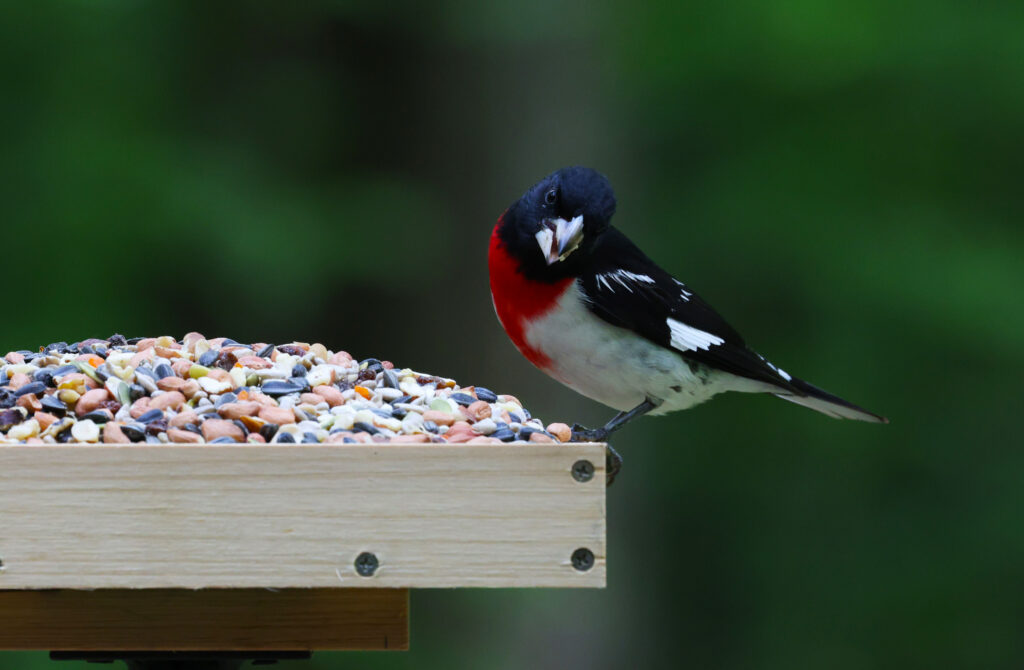 Male Rose-breasted Grosbeak perches on a platform feeder filled with COOL BIRDS bird seed