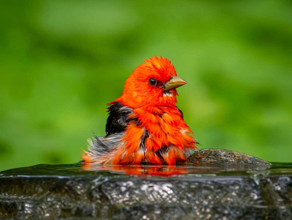 Male Scarlet Tanager bathing in a bird bath