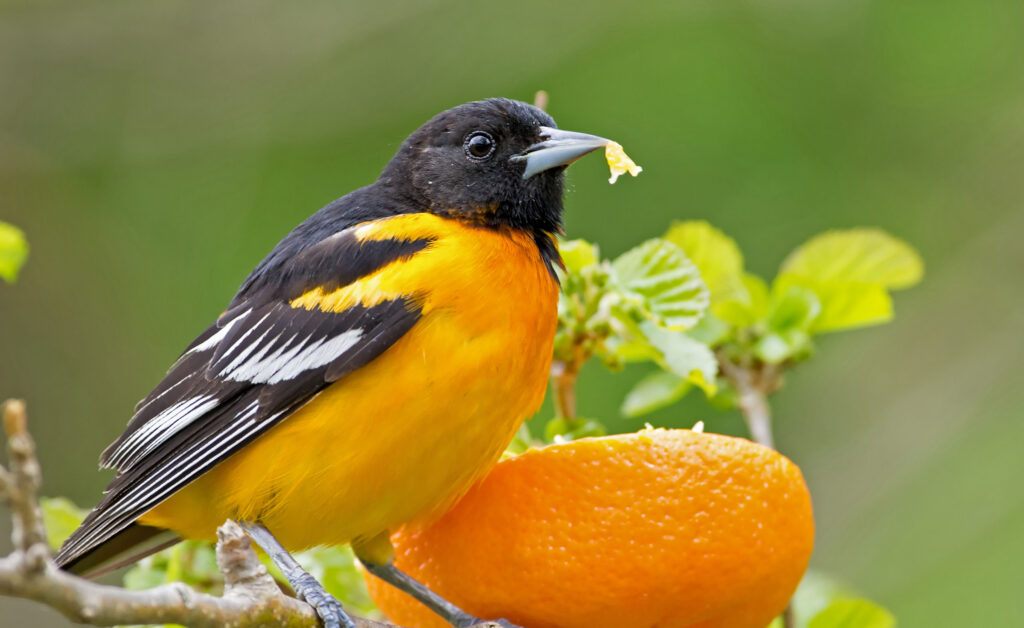Baltimore Oriole eats a fresh orange in a backyard