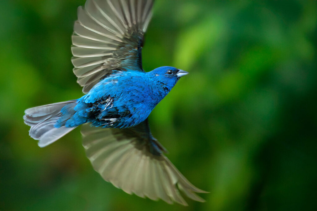 Indigo Bunting in flight across a background of green foliage