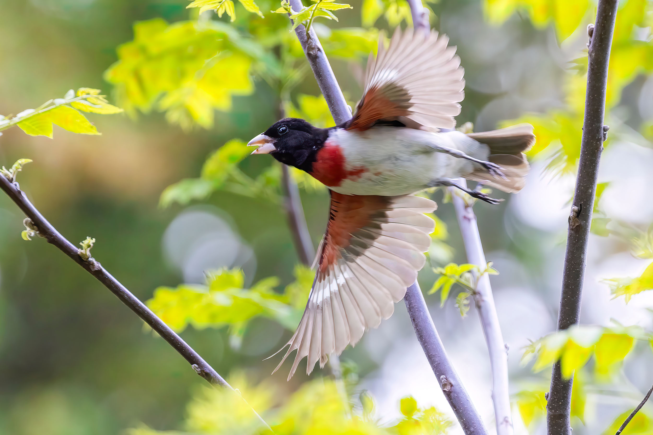 Male Rose-breasted Grosbeak flying by a tree bright green new spring leaves