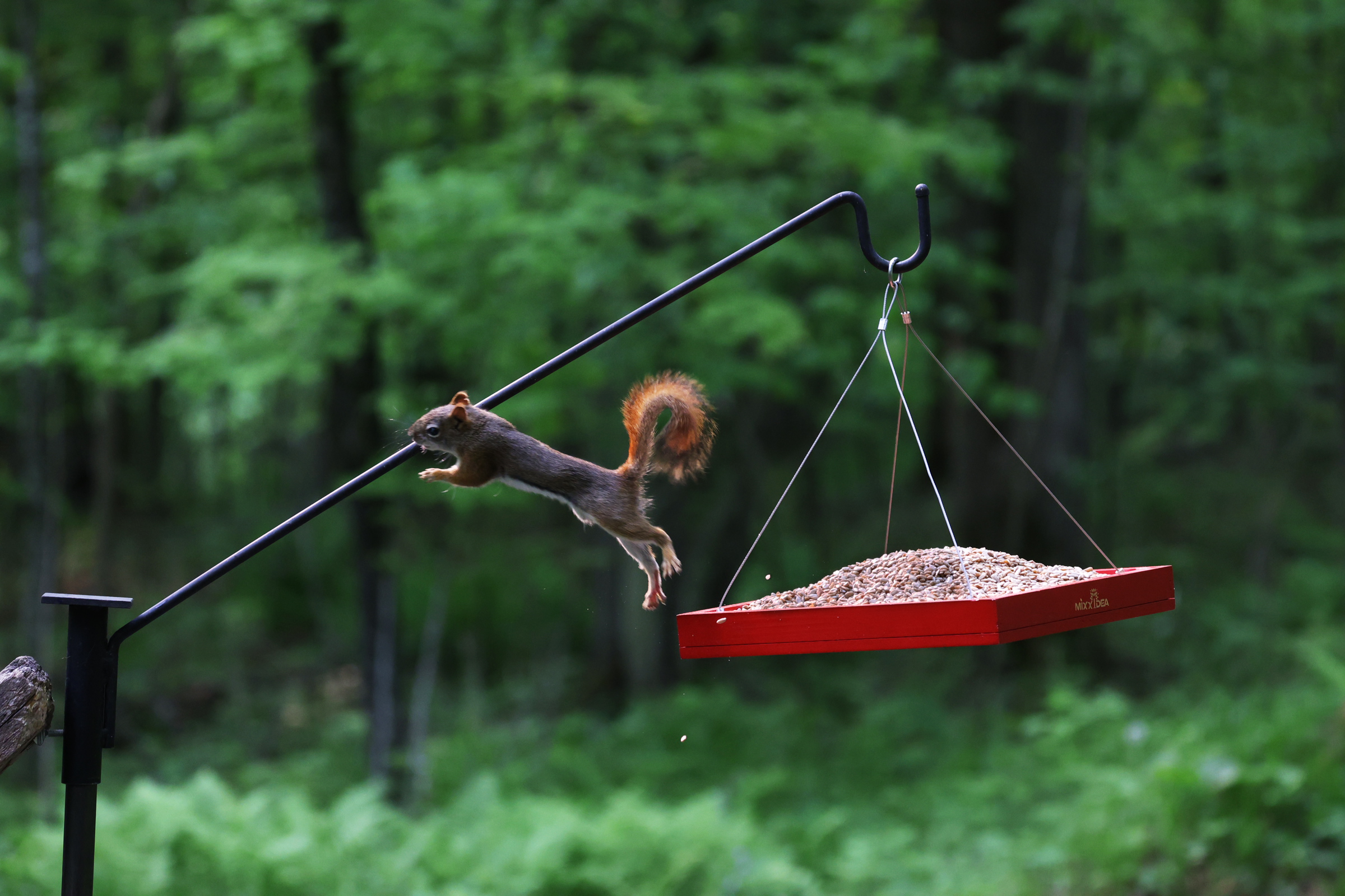 A squirrel jumps off a bird feeder filled with Hearts on Fire spicy bird food