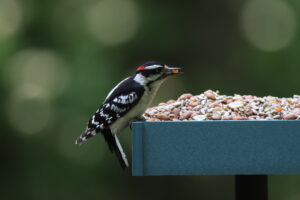 A Downy Woodpecker holds a piece of dried papaya in its beak while perched on a platform bird feeder full of COOL BIRDS No Mess wild bird food