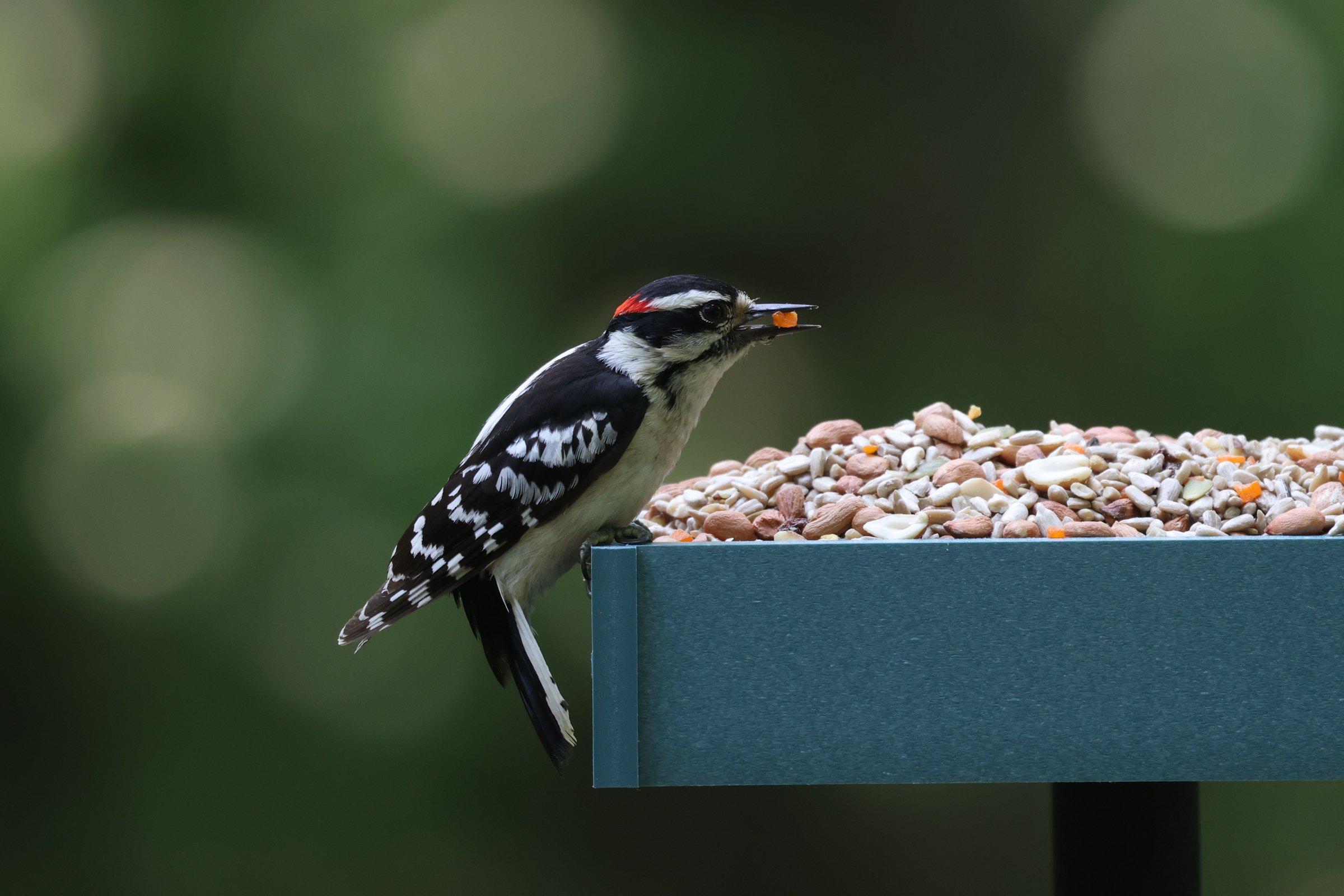 A Downy Woodpecker holds a piece of dried papaya in its beak while perched on a platform bird feeder full of COOL BIRDS No Mess wild bird food