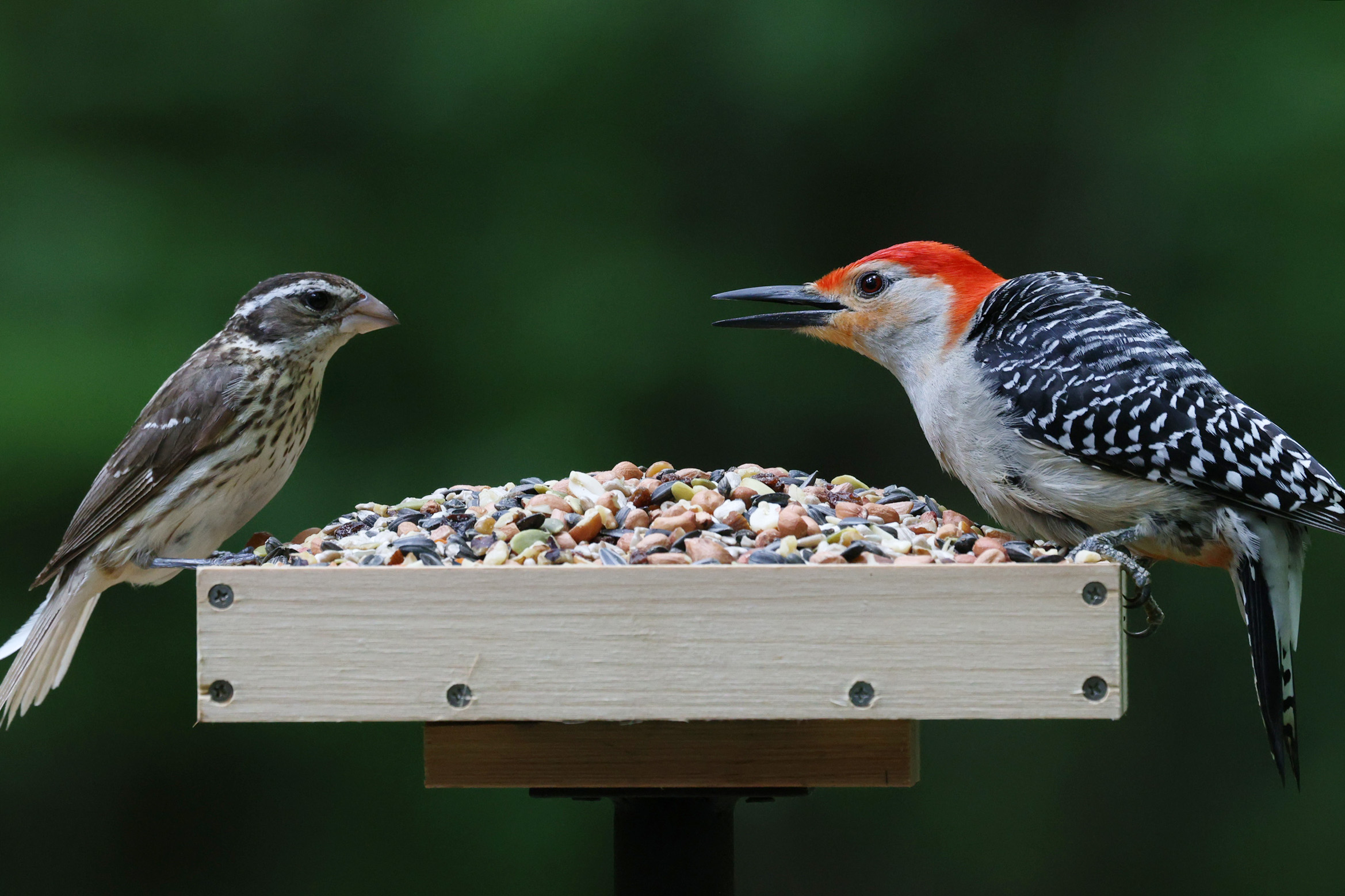 A female Rose-breasted Grosbeak and a Red-bellied Woodpecker are perched on opposite sides of a platform bird feeder