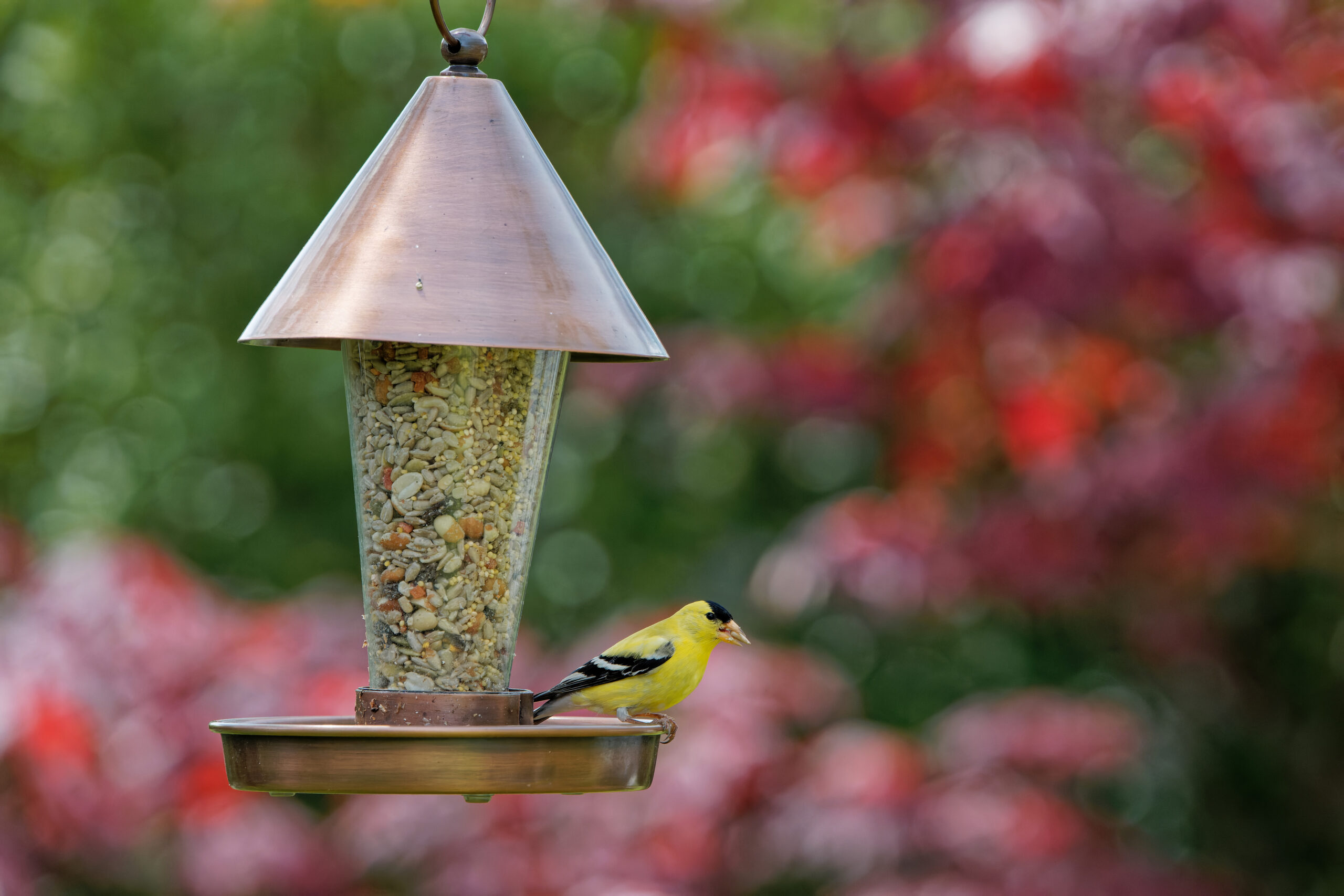 An American Goldfinch perches on a hopper feeder with a vibrant pink and green spring background