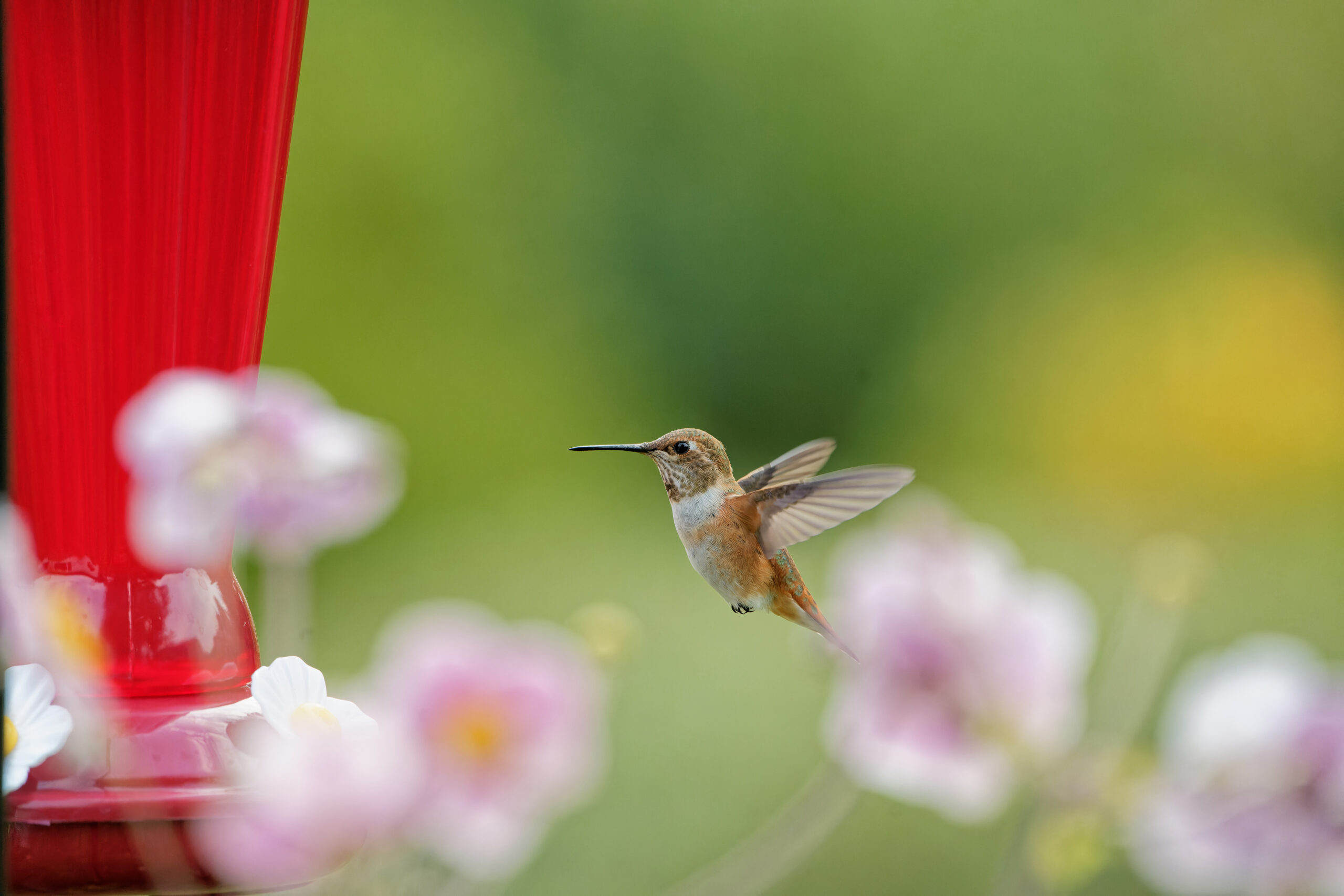 A hummingbird hovers near a hummingbird feeder