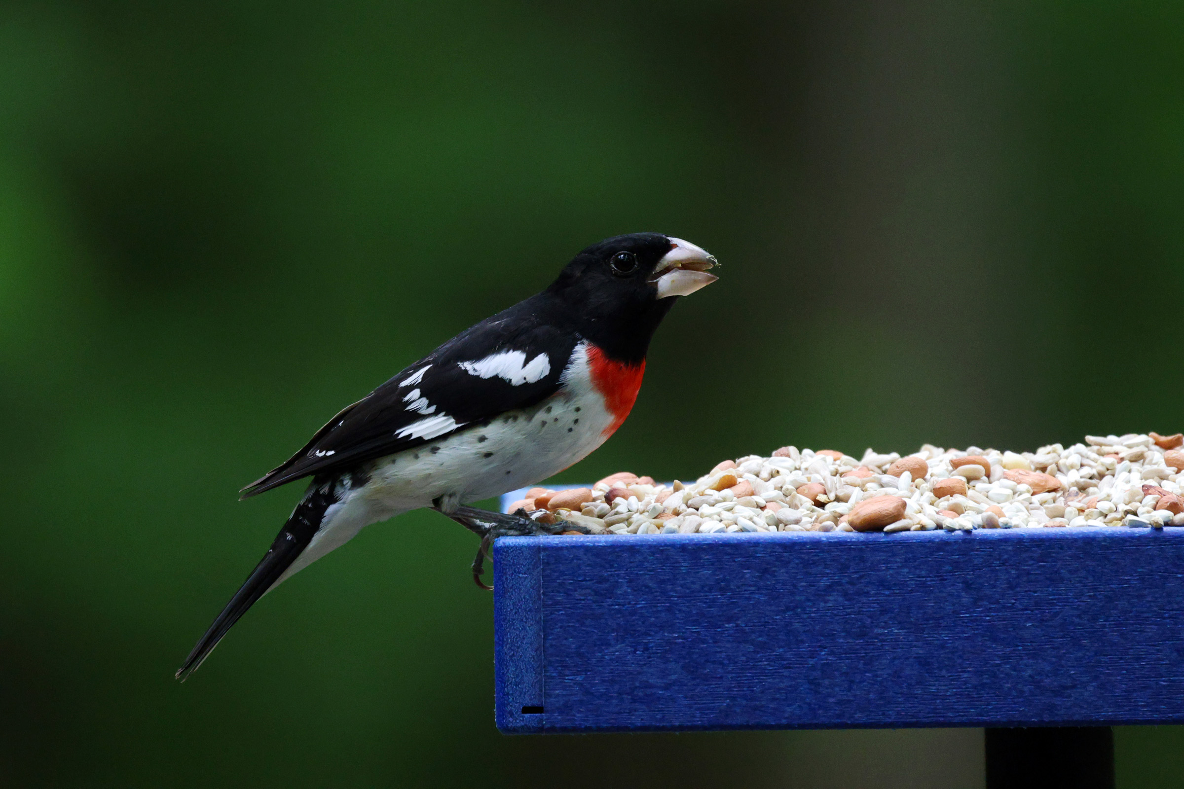 Male Rose-breasted Grosbeak perched on a blue platform feeder and eating COOL BIRDS Safflower Nuts and Hearts wild bird food mix