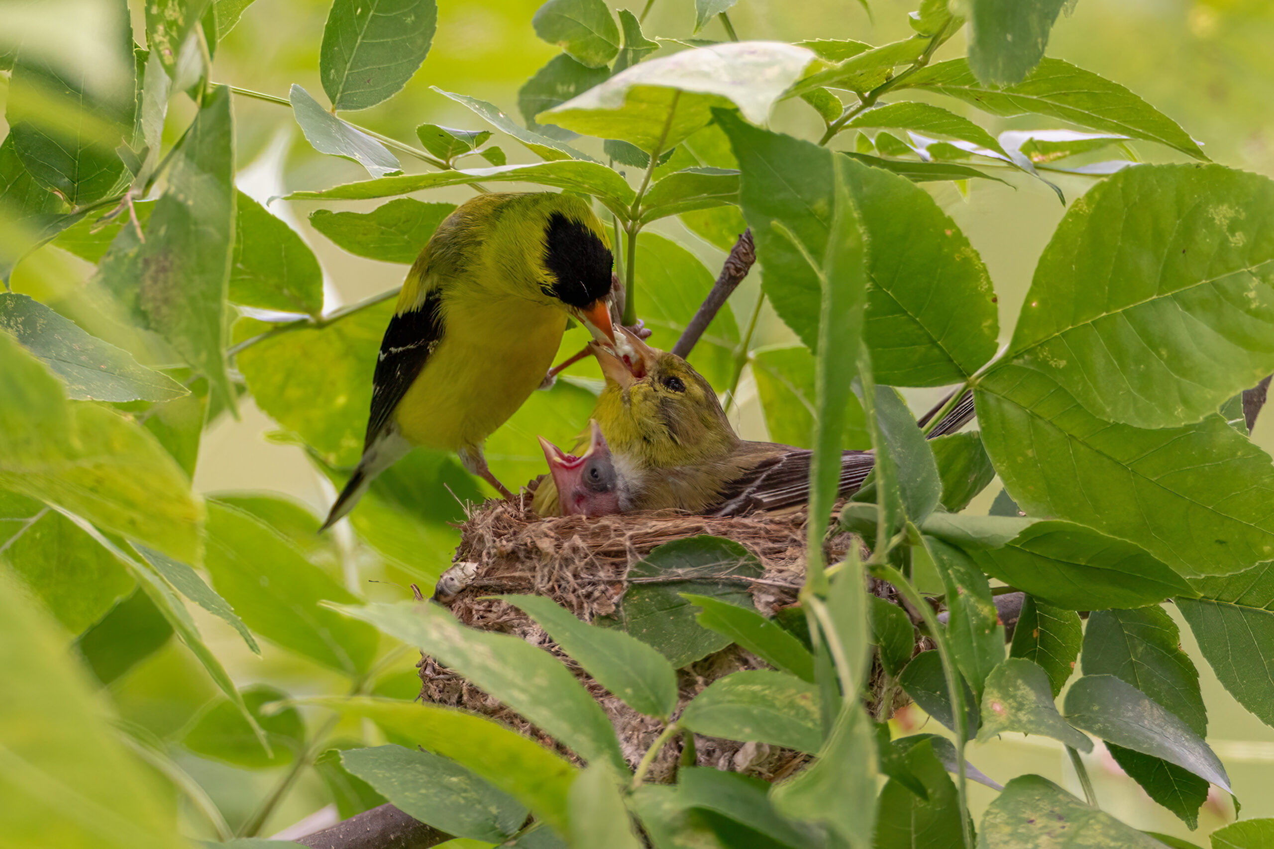 American Goldfinch male feeding female in nest with fledgling 