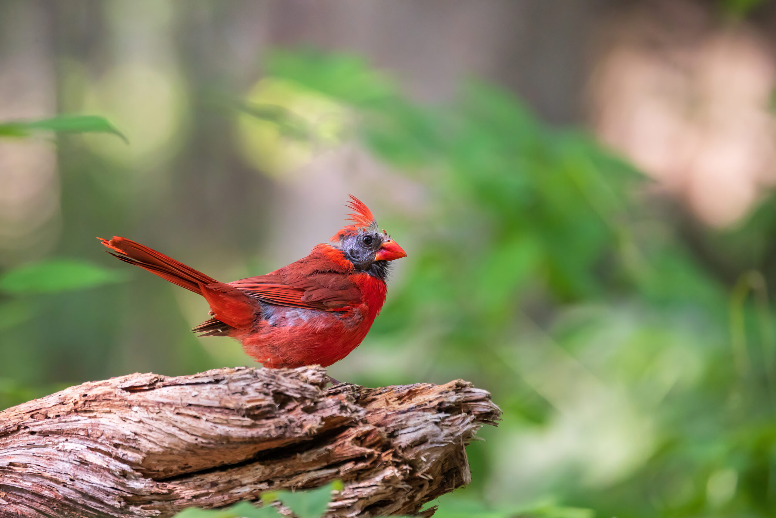 Molting Northern Cardinal perched on a log in the summer months