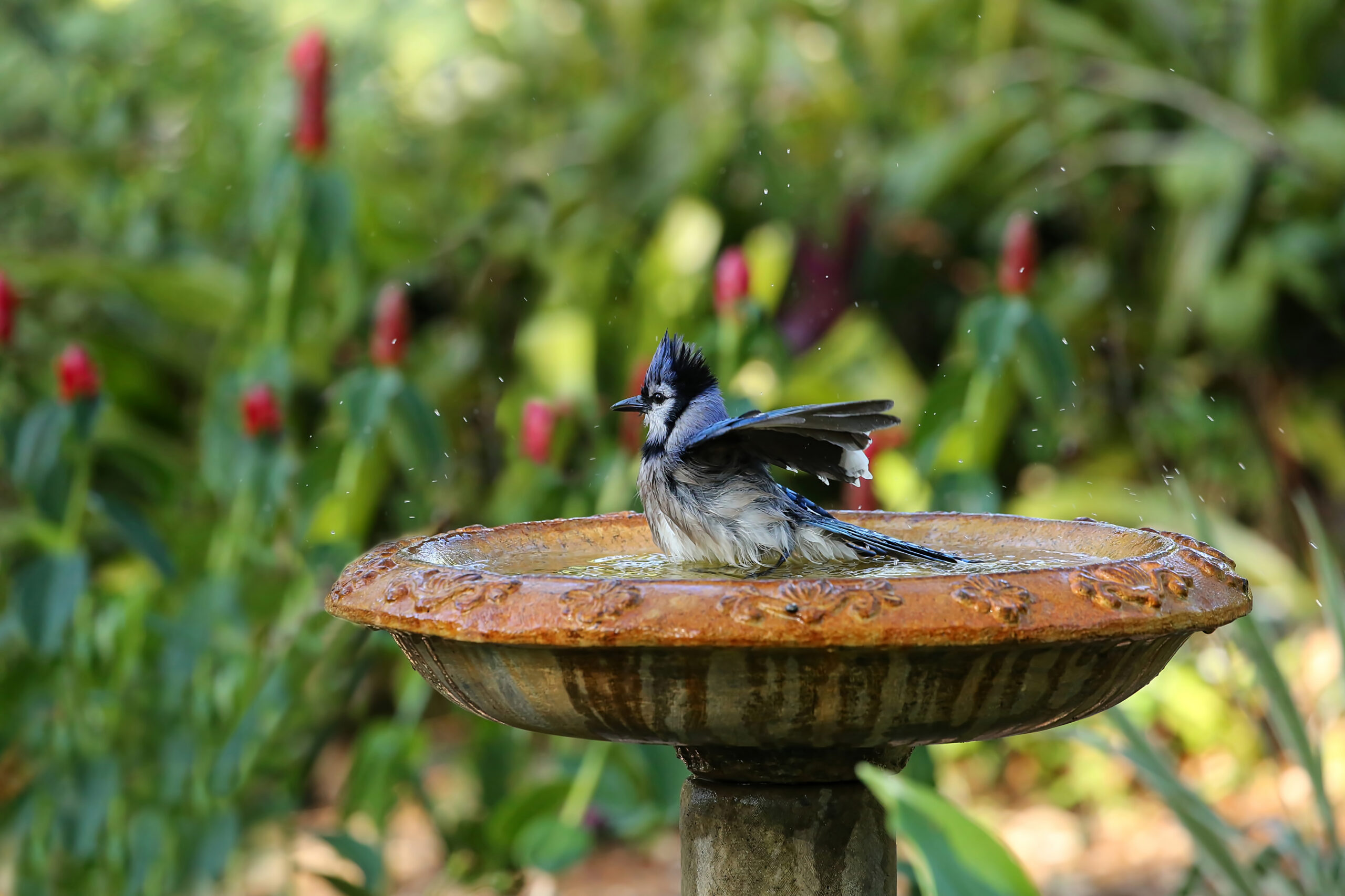 Blue Jay enjoying summertime bath in a backyard bird bath